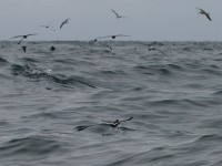 Black-bellied Storm Petrel (Fregetta tropica)