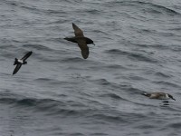 Black-bellied Storm Petrel (Fregetta tropica) White-chinned Petrel (Procellaria aequinoctialis) Great Shearwater (Puffinus gravis)