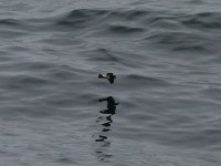 Black-bellied Storm Petrel (Fregetta tropica)