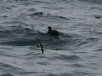 Black-bellied Storm Petrel (Fregetta tropica) White-chinned Petrel (Procellaria aequinoctialis) Great Shearwater (Puffinus gravis)