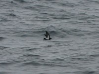 Black-bellied Storm Petrel (Fregetta tropica)