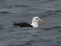 Black-browed Albatross (Thalassarche melanophris)