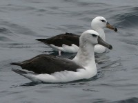 Shy Albatross (Thalassarche cauta) Black-browed Albatross (Thalassarche melanophris)