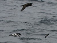 Cape Petrel (Daption capense) White-chinned Petrel (Procellaria aequinoctialis) Black-bellied Storm Petrel (Fregetta tropica)
