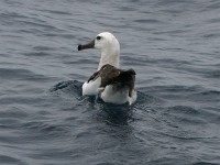 Shy Albatross (Thalassarche cauta)