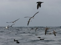 Shy Albatross (Thalassarche cauta) White-chinned Petrel (Procellaria aequinoctialis) Great Shearwater (Puffinus gravis)