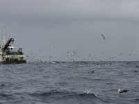 Pelagic