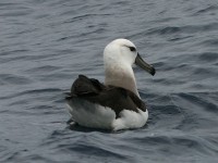 Black-browed Albatross (Thalassarche melanophris)