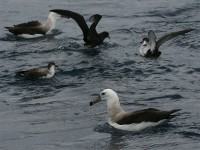 Black-browed Albatross (Thalassarche melanophris) White-chinned Petrel (Procellaria aequinoctialis) Great Shearwater (Puffinus gravis)