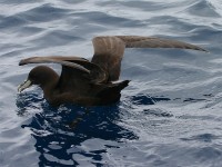 White-chinned Petrel (Procellaria aequinoctialis)