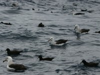 Black-browed Albatross (Thalassarche melanophris) White-chinned Petrel (Procellaria aequinoctialis)