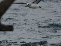 Atlantic Yellow-nosed Albatross (Thalassarche chlororhynchos)