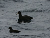 White-chinned Petrel (Procellaria aequinoctialis) Southern Giant Petrel (Macronectes giganteus)