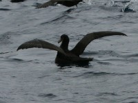 Southern Giant Petrel (Macronectes giganteus)