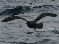 Southern Giant Petrel (Macronectes giganteus)