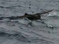Southern Giant Petrel (Macronectes giganteus)