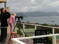 Avian Leisure in Simon’s Town