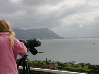 Avian Leisure in Simon’s Town