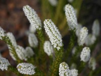 Tanqua Karoo
