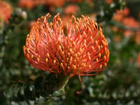 Kirstenbosch National Botanical Garden