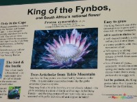 Kirstenbosch National Botanical Garden