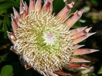 Kirstenbosch National Botanical Garden