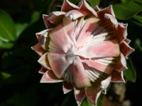 Kirstenbosch National Botanical Garden