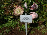 Kirstenbosch National Botanical Garden