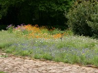 Kirstenbosch National Botanical Garden