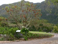 Kirstenbosch National Botanical Garden