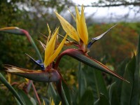 Kirstenbosch National Botanical Garden