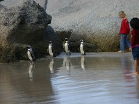 Boulder's Beach