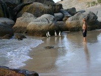 Boulder's Beach