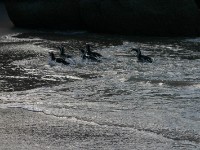 Boulder's Beach
