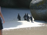 Boulder's Beach