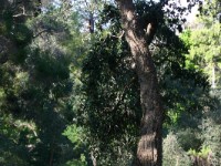 Tokai Arboretum