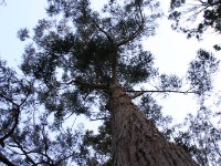 Tokai Arboretum