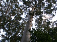 Tokai Arboretum