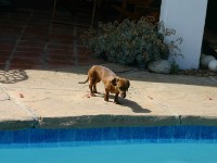 Skeiding Guest Farm