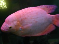 Sad fish