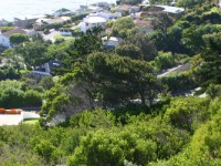 Avian Leisure in Simon’s Town