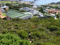 Avian Leisure in Simon’s Town