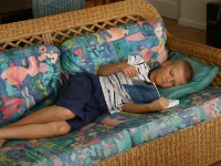 Avian Leisure in Simon’s Town
