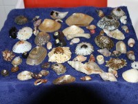 Sea shells