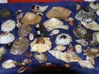 Sea shells