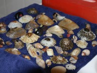 Sea shells