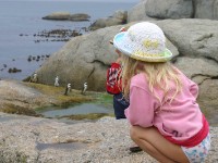 Boulder's Beach