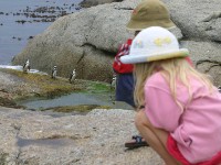 Boulder's Beach