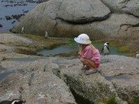 Boulder's Beach