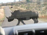 Southern White Rhinoceros (Ceratotherium simum simum)